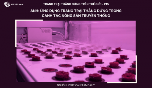 Anh: Ứng dụng trang trại thẳng đứng trong canh tác nông sản truyền thống
