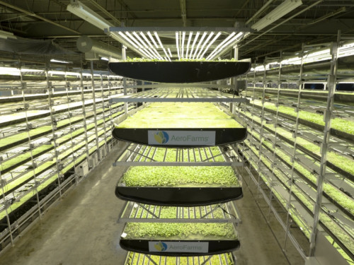 Công ty hàng đầu thế giới về Vertical farm - canh tác theo chiều…