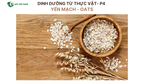 Yến Mạch - Oats